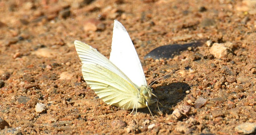 Lille kålsommerfugl_2023_05_13_01.JPG