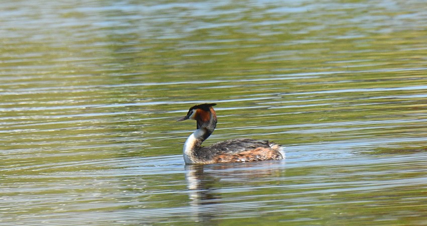 Toppet lappedykker_2023_05_13_01.JPG