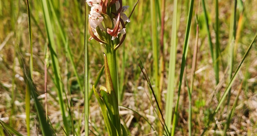 Kødfarvet gøgeurt 2023_06_10_001.JPG