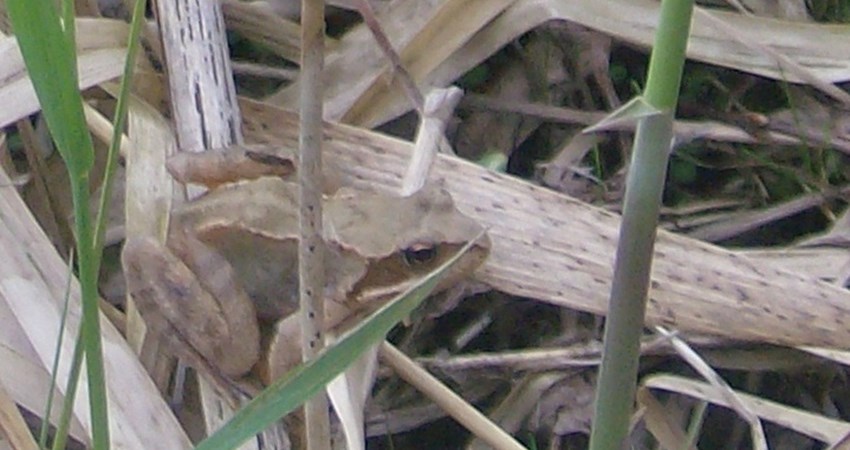 frø i Brødmosen 2013.JPG